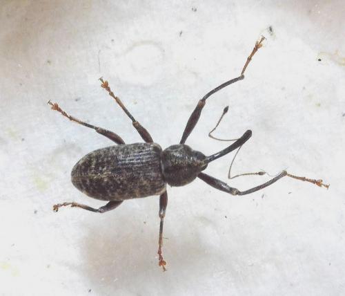 Réf. 340 198 : Dorytomus longimanus